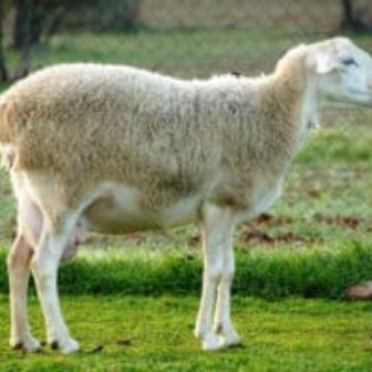 Manchega13_tcm30-1167421-300x199